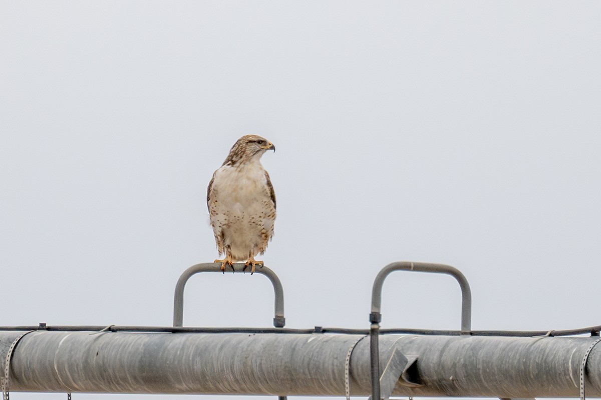 Ferruginous Hawk - ML636649955