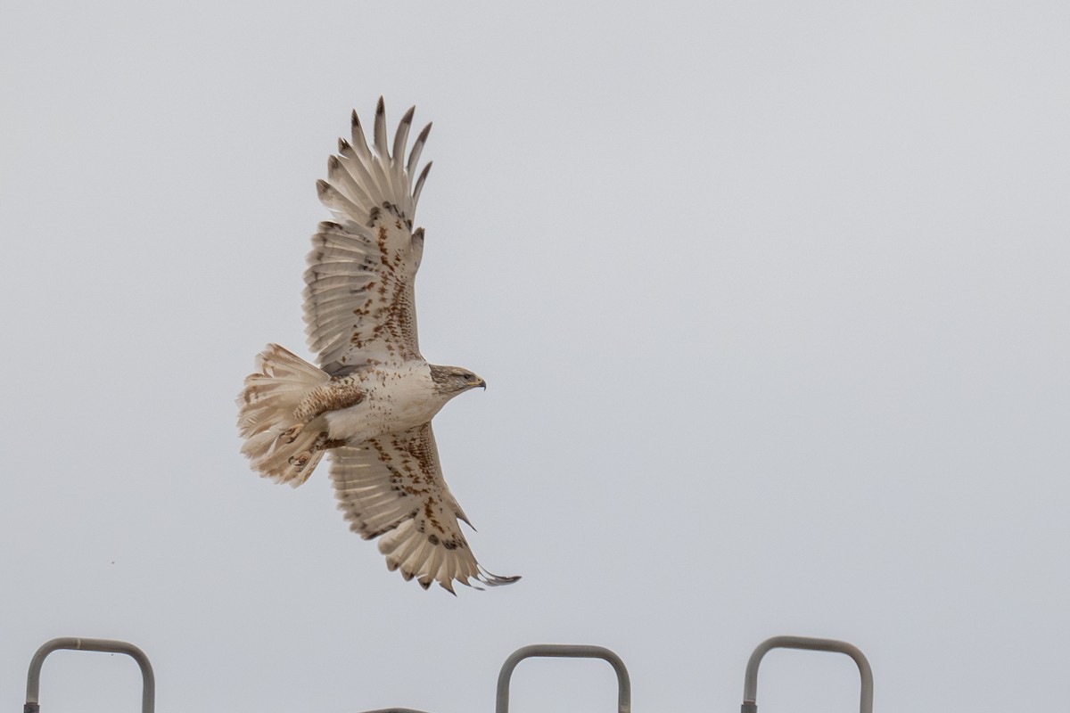 Ferruginous Hawk - ML636649957