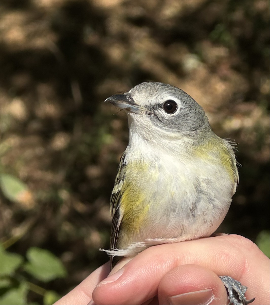 Blue-headed Vireo - ML636650034
