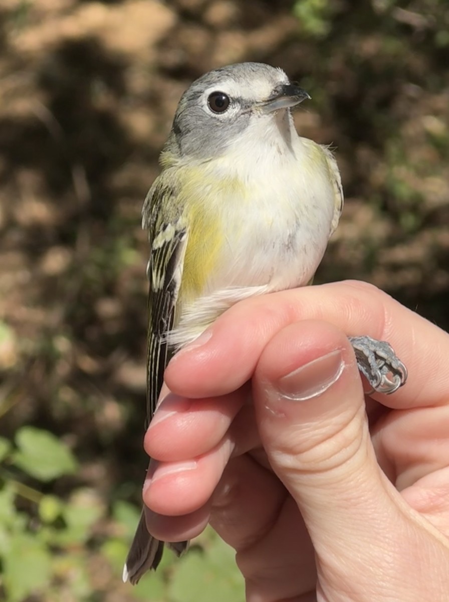 Blue-headed Vireo - ML636650035