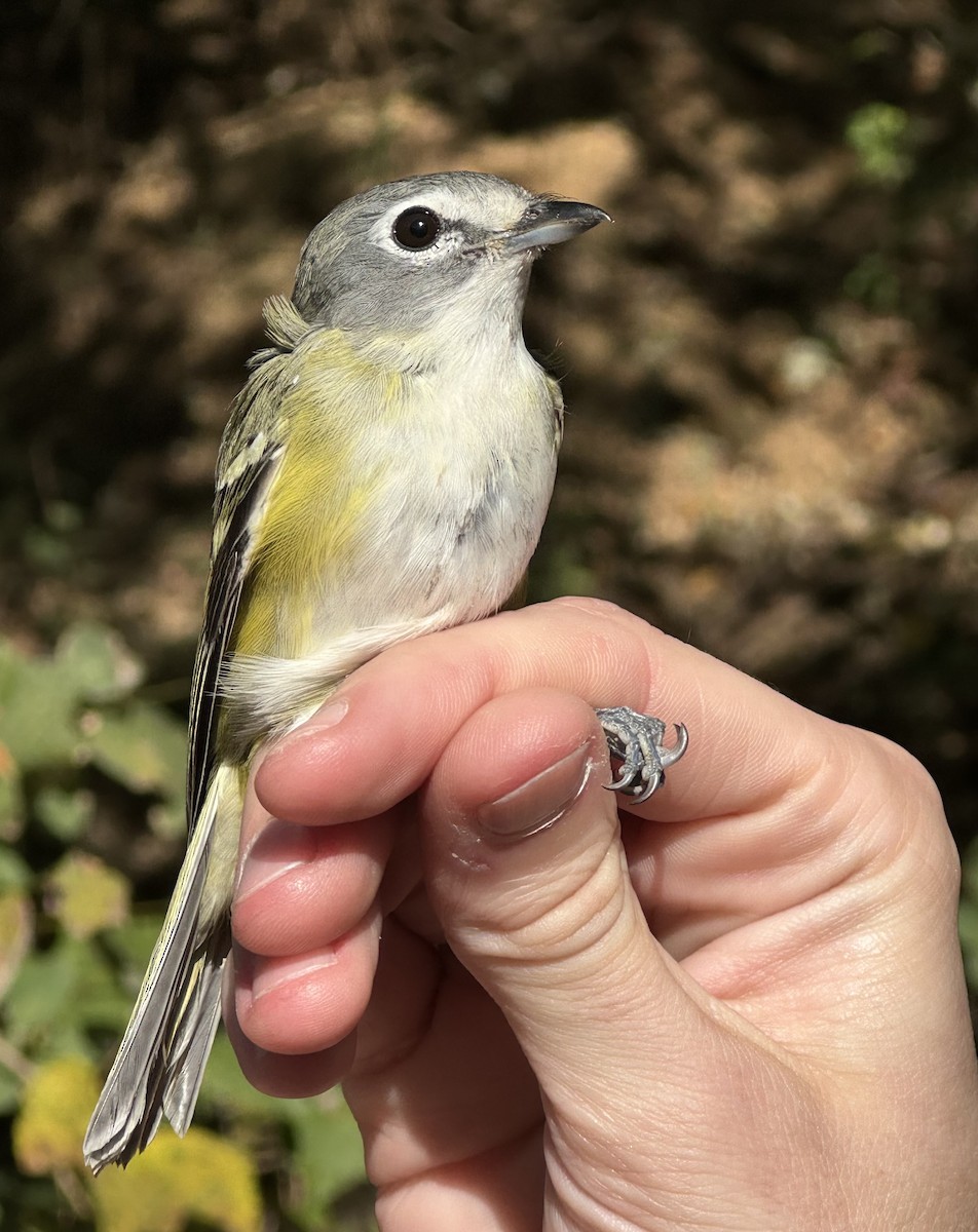 Blue-headed Vireo - ML636650036