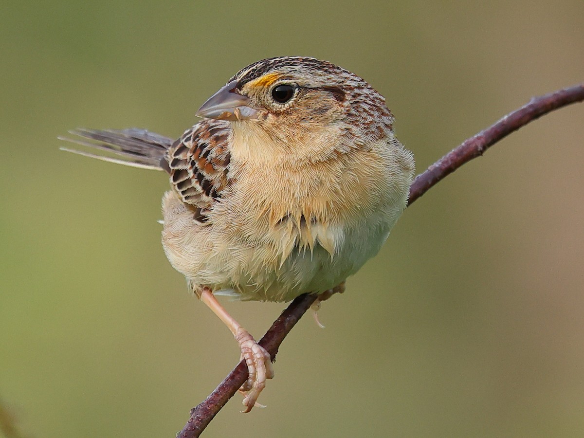 Grasshopper Sparrow - ML636650050
