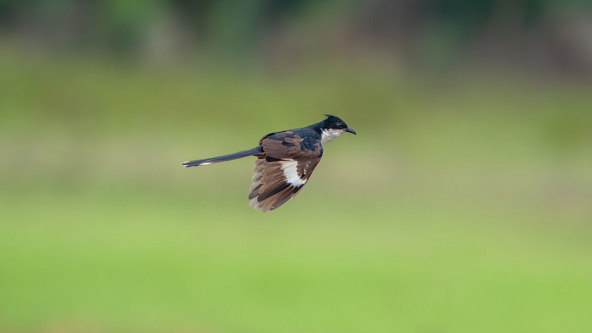 Pied Cuckoo - ML636650109