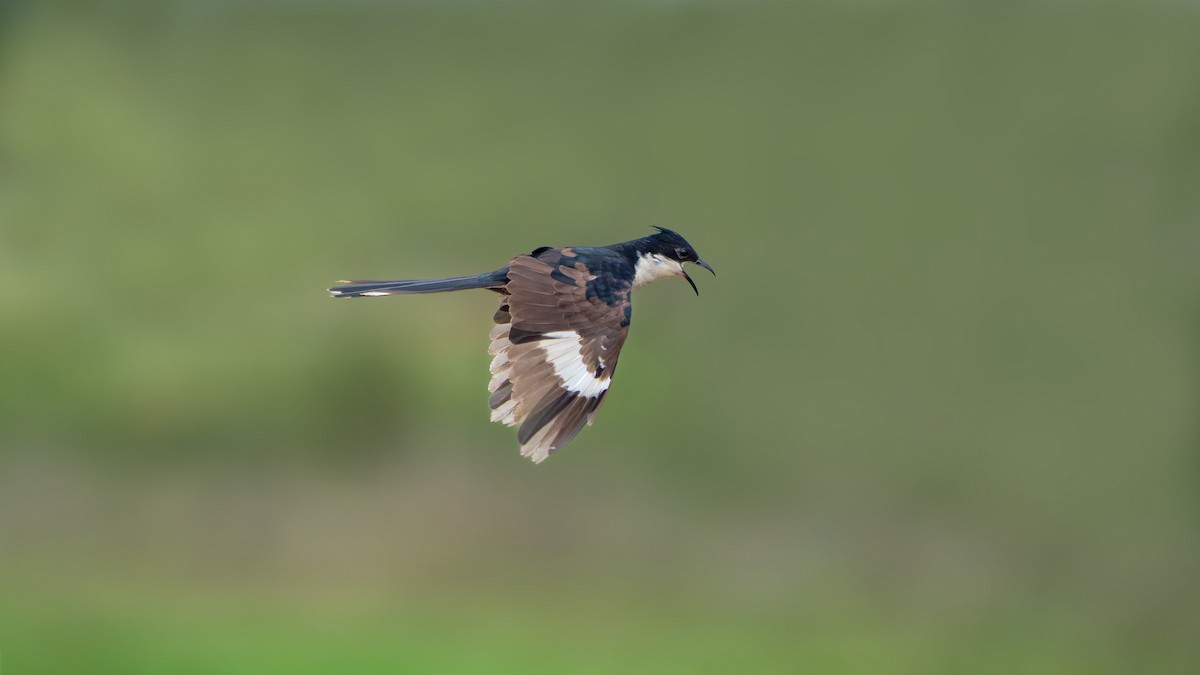 Pied Cuckoo - ML636650110