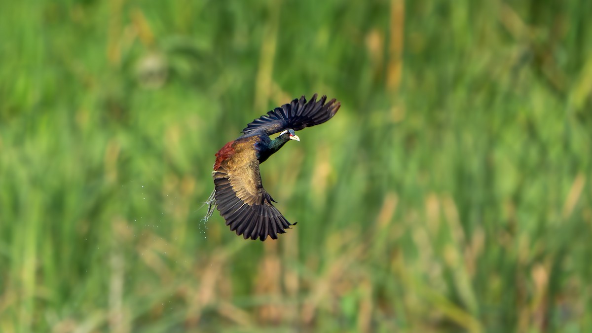 Bronze-winged Jacana - ML636650113