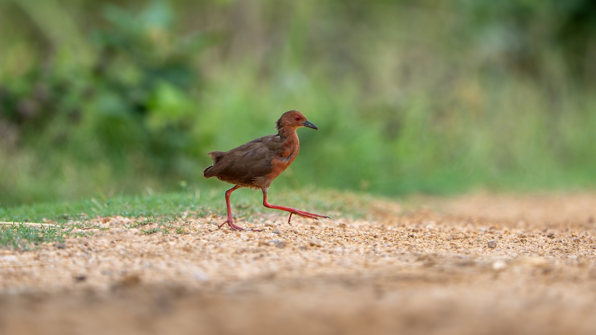 Ruddy-breasted Crake - ML636650126
