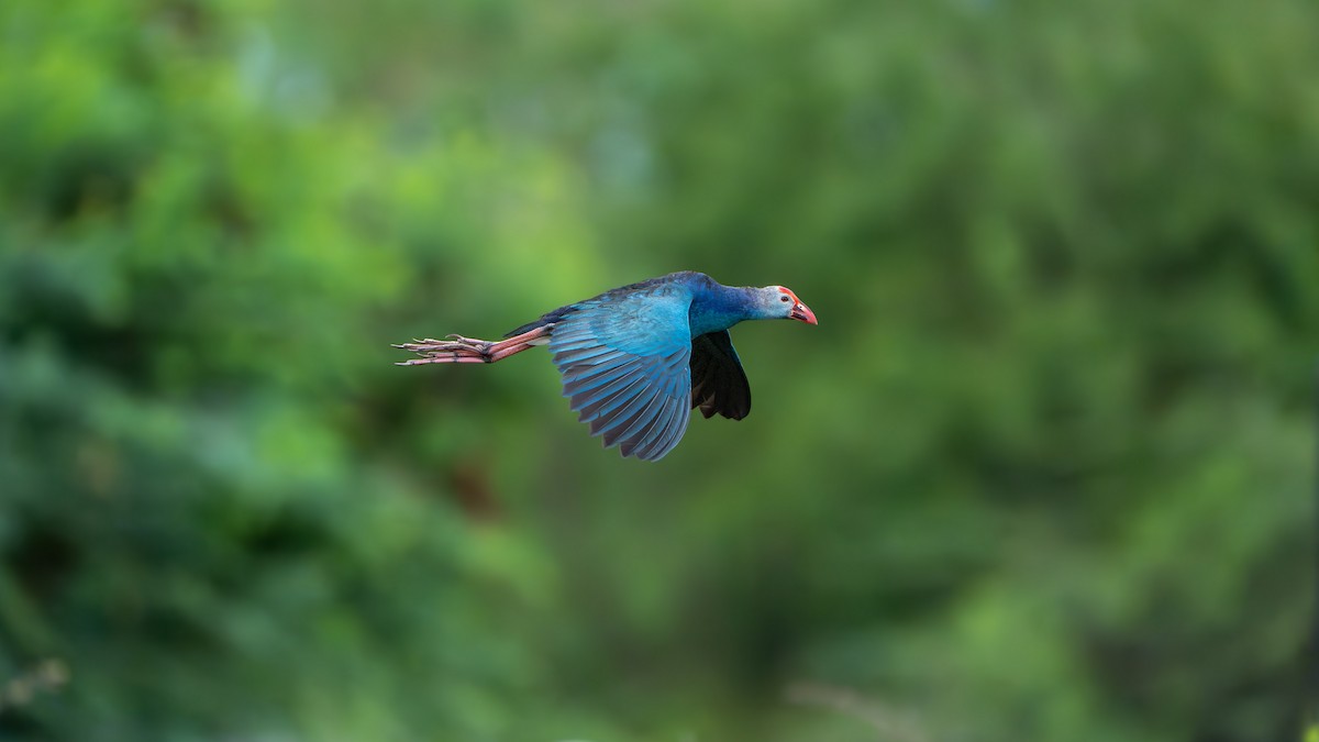 Gray-headed Swamphen - ML636650174