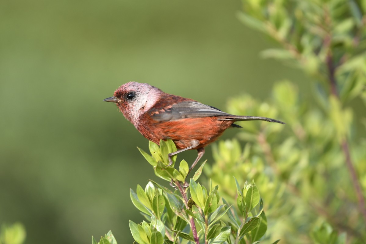 Pink-headed Warbler - ML636650337