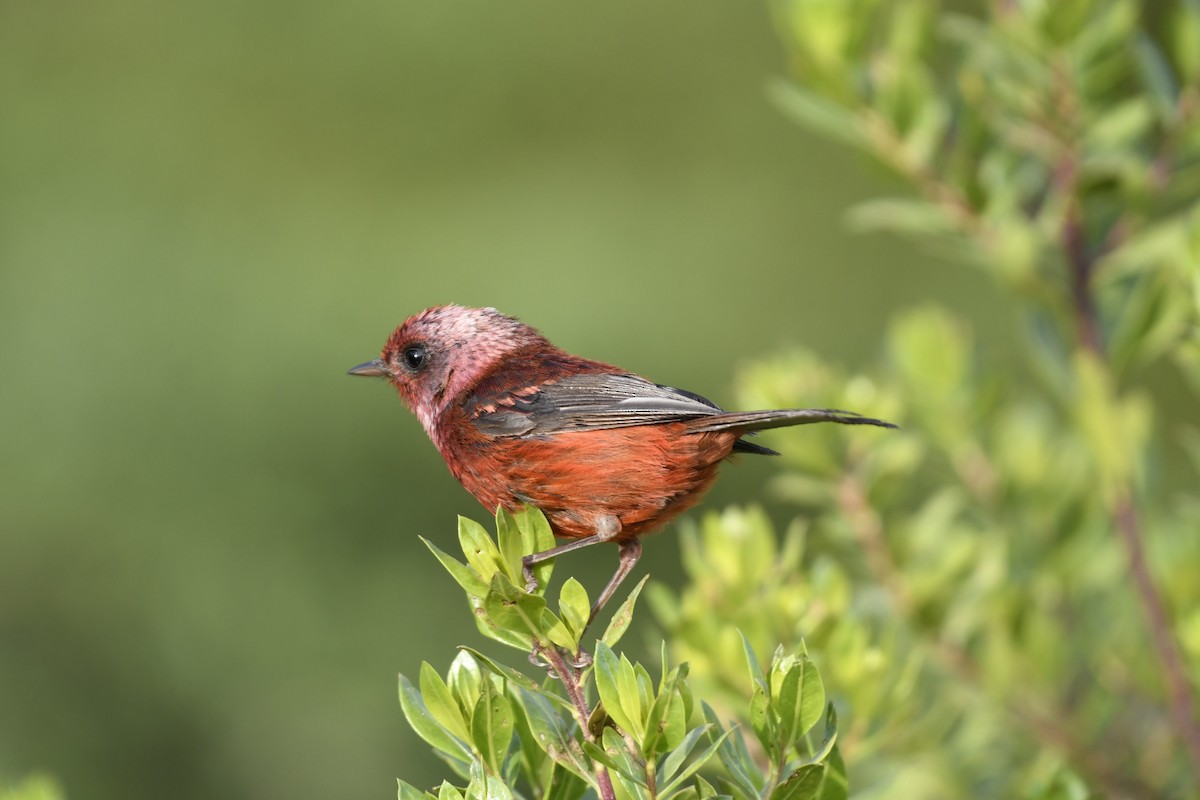 Pink-headed Warbler - ML636650338