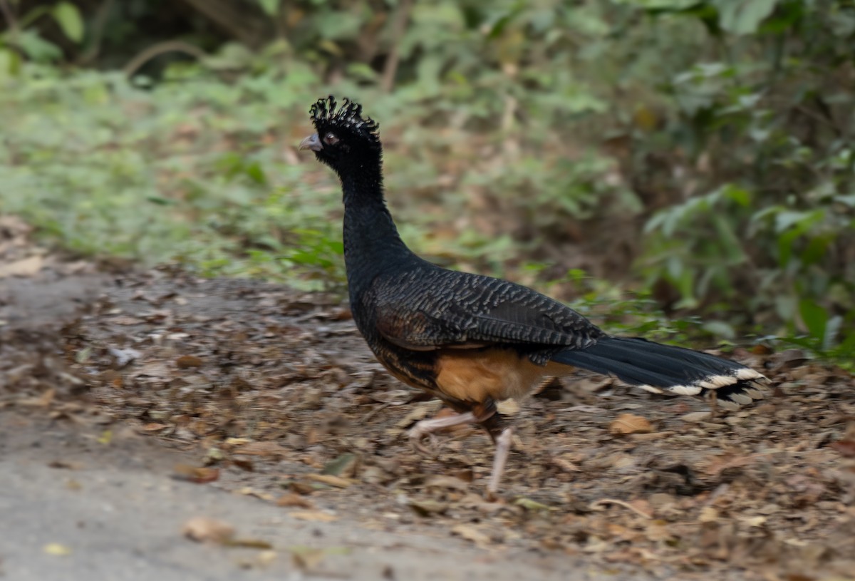 Blue-billed Curassow - ML636650374