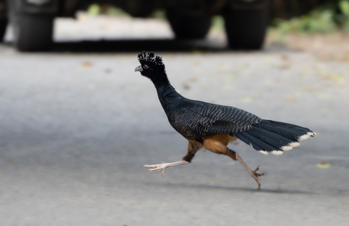Blue-billed Curassow - ML636650380