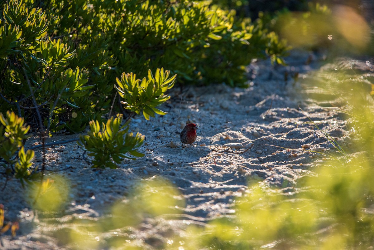 House Finch - ML636650391