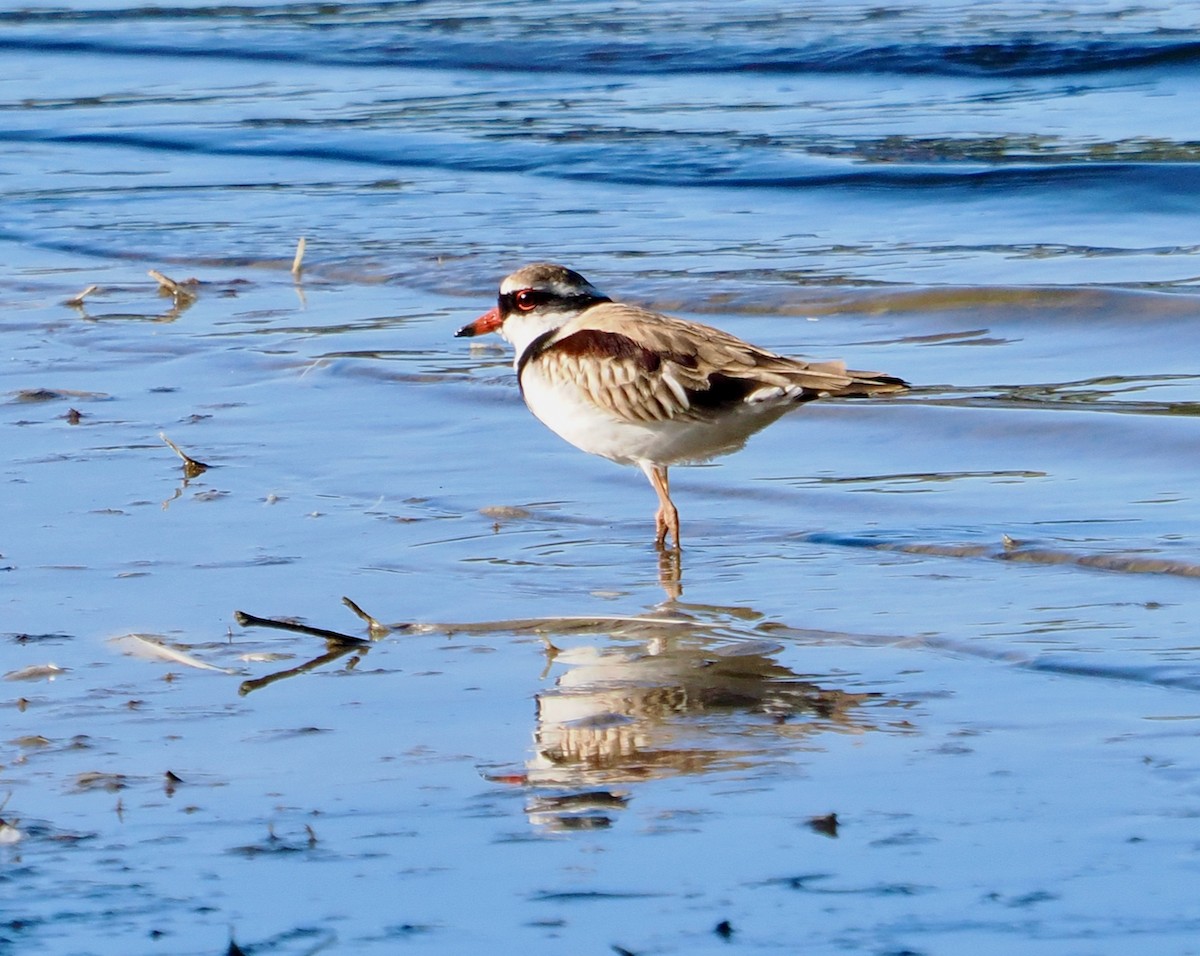 Black-fronted Dotterel - ML636650563