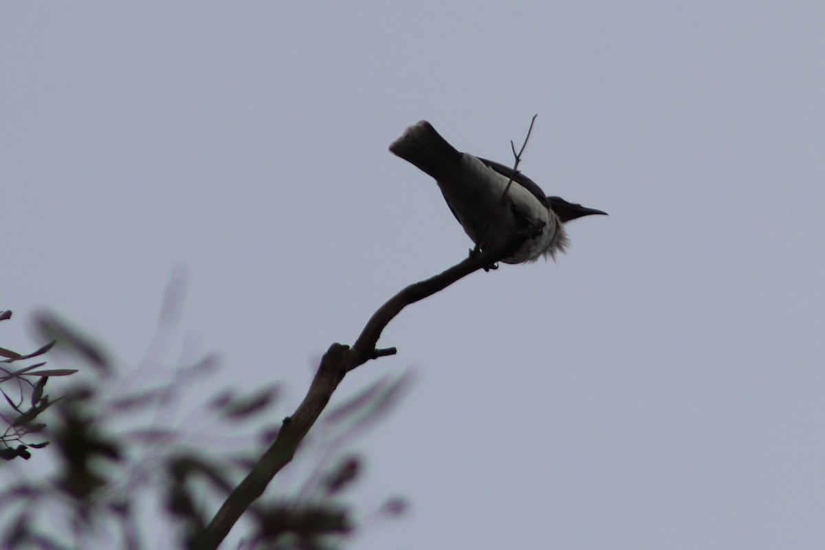 Noisy Friarbird - ML636650635