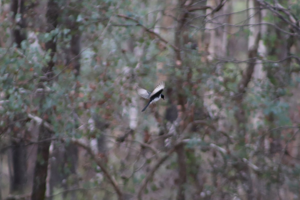 Restless Flycatcher - ML636650647