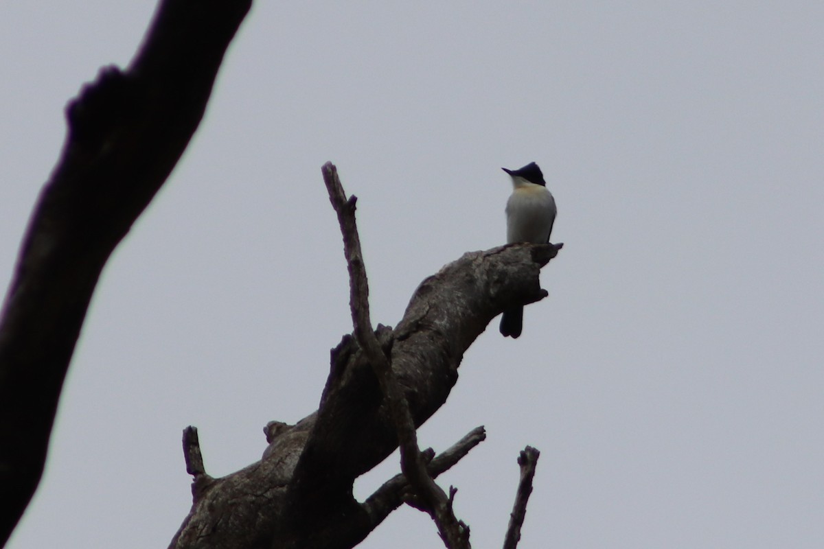 Restless Flycatcher - ML636650651