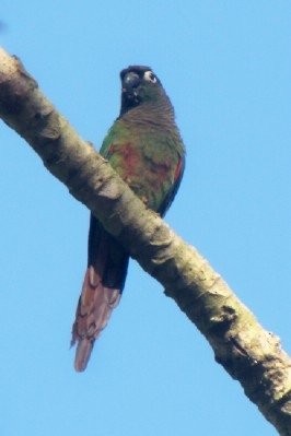 Green-cheeked Parakeet - ML636650859