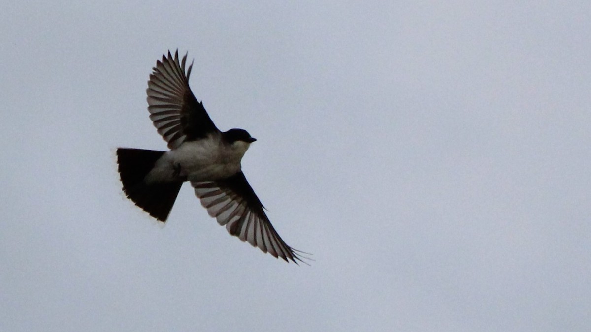 Eastern Kingbird - ML636650948