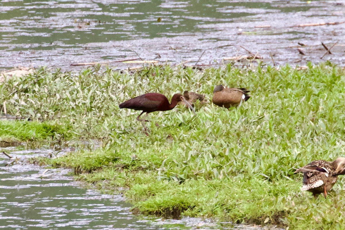 White-faced Ibis - ML636650951