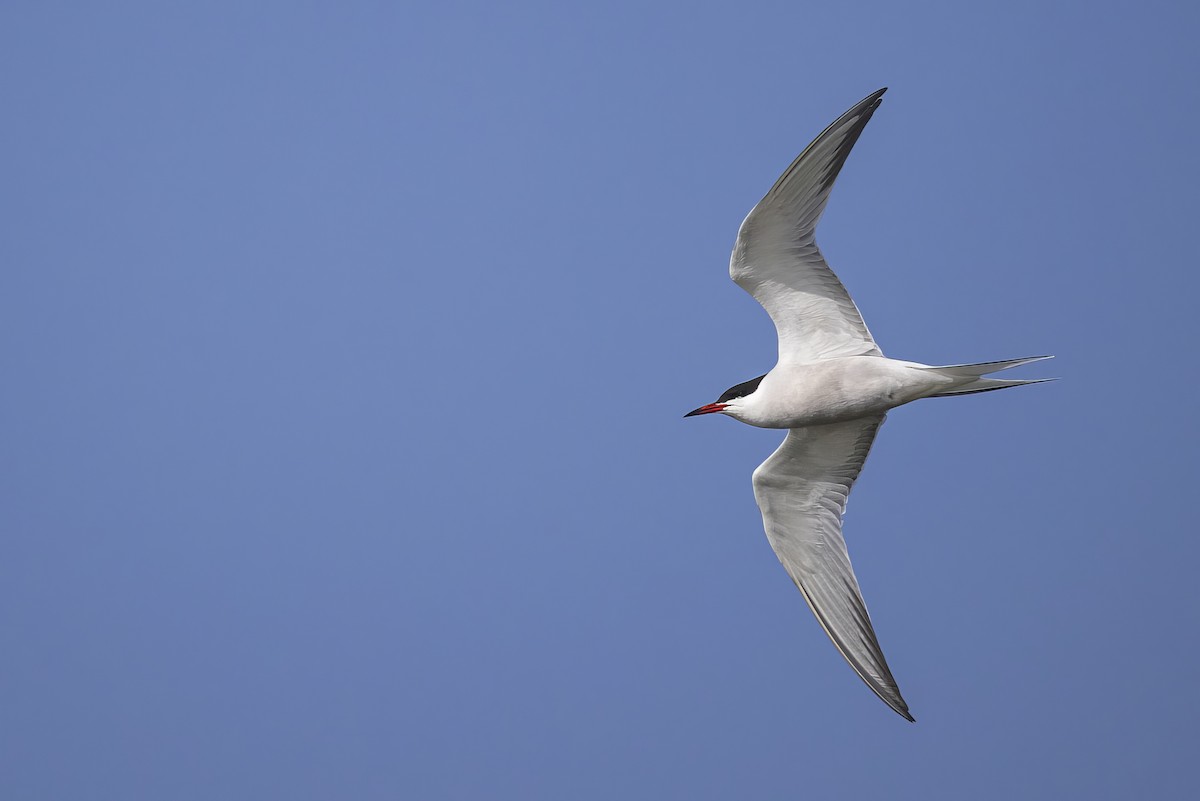 Common Tern - ML636651010
