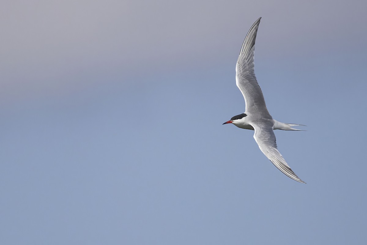 Common Tern - ML636651020