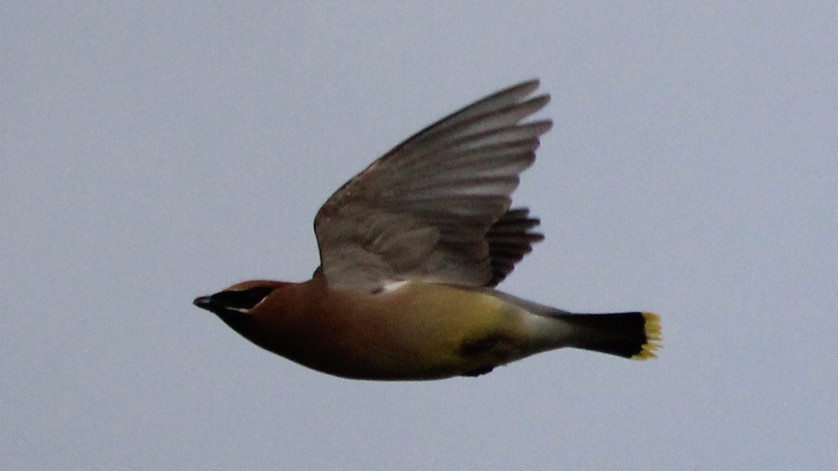 Cedar Waxwing - ML636651041