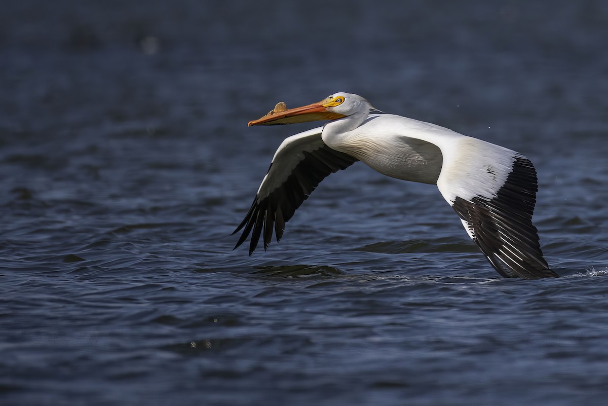 American White Pelican - ML636651051