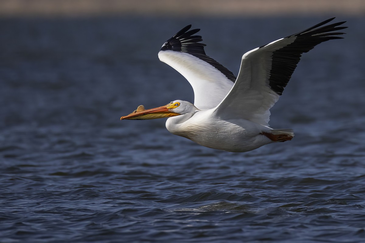 American White Pelican - ML636651052