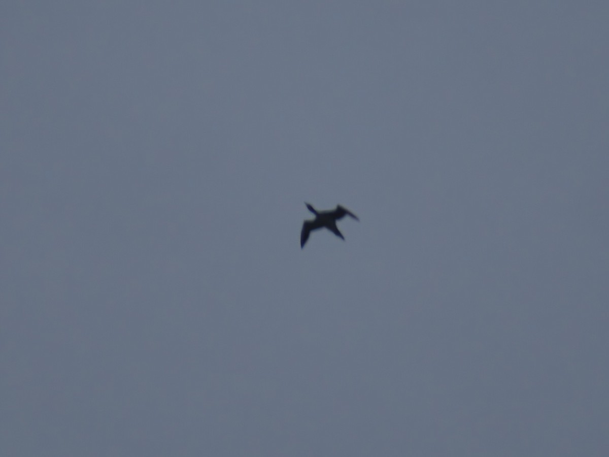 Common Loon - ML636651205