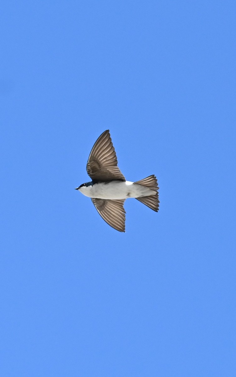 Tree Swallow - ML636651363