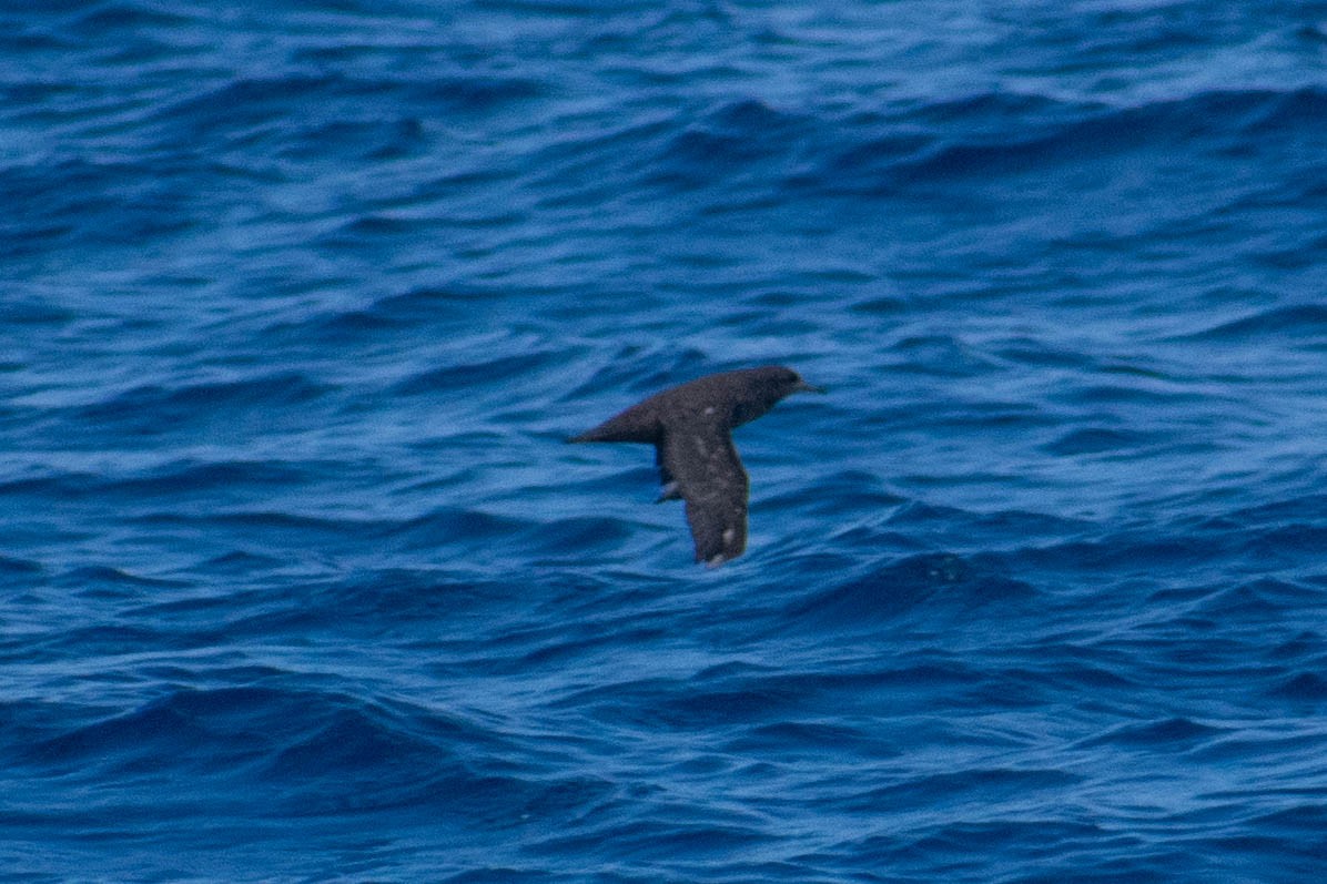 Sooty Shearwater - ML636651487