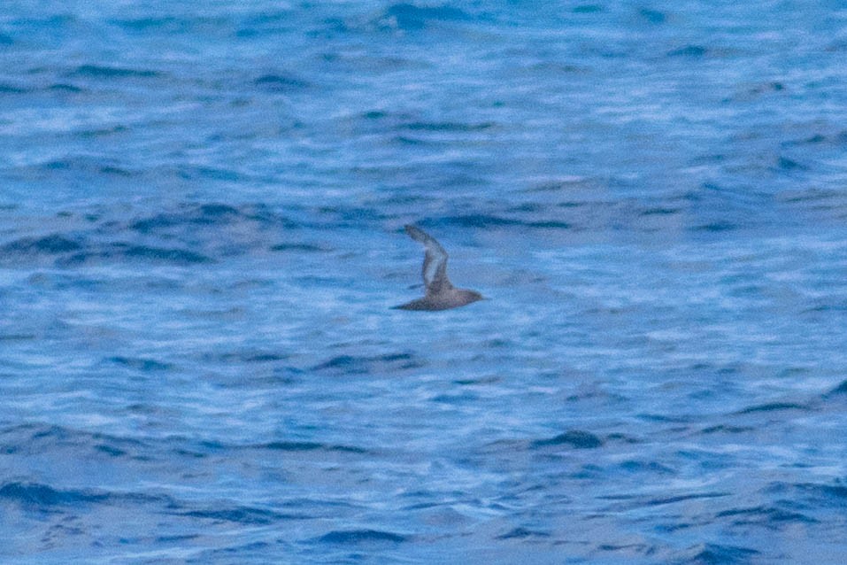 Sooty Shearwater - ML636651488