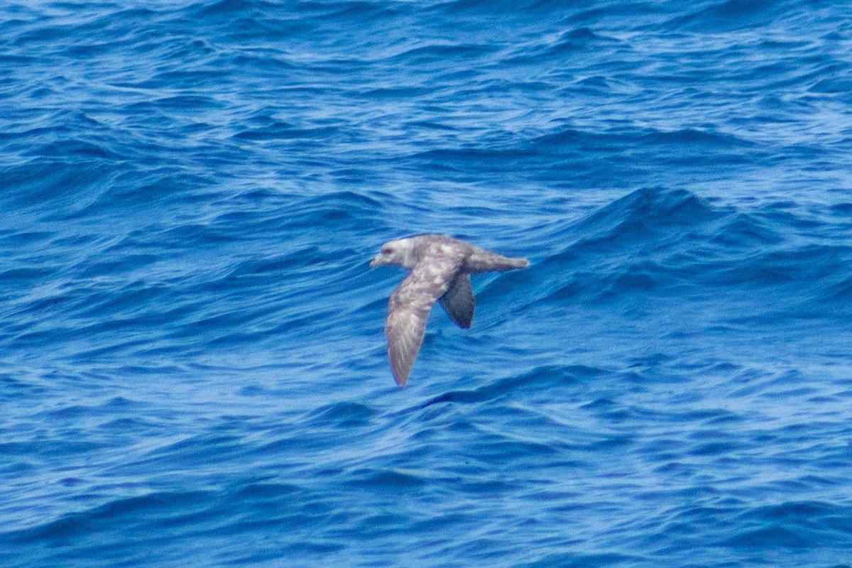 Northern Fulmar - ML636651512