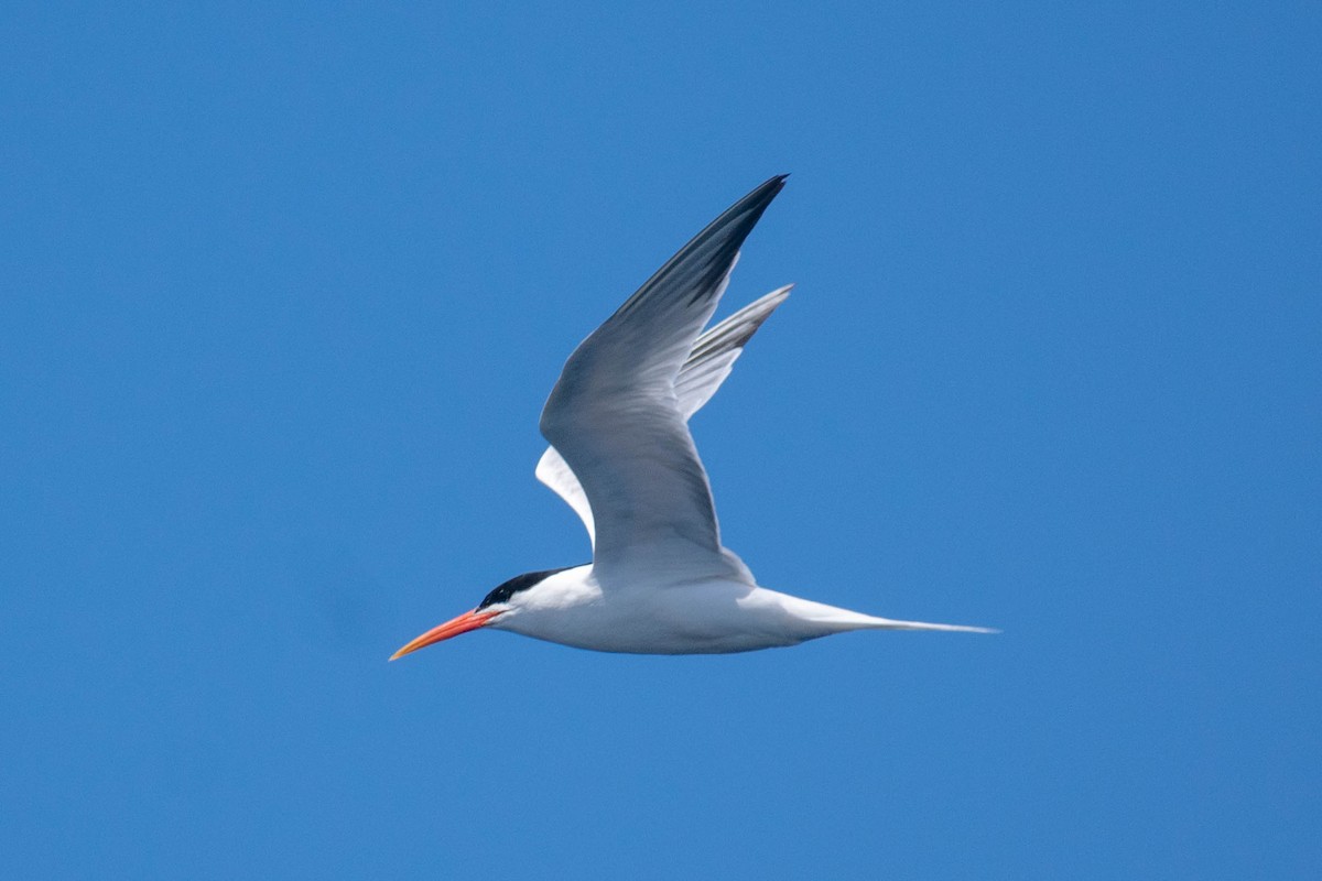 Elegant Tern - ML636651541