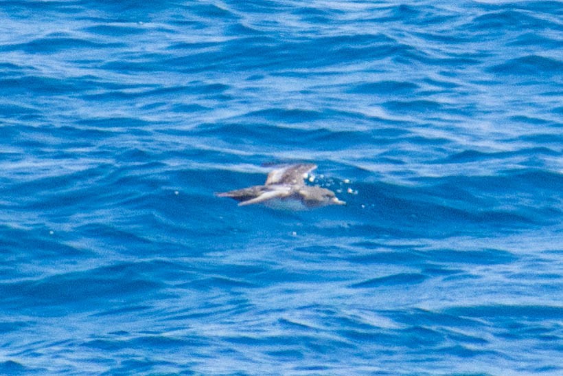 Pink-footed Shearwater - ML636651598