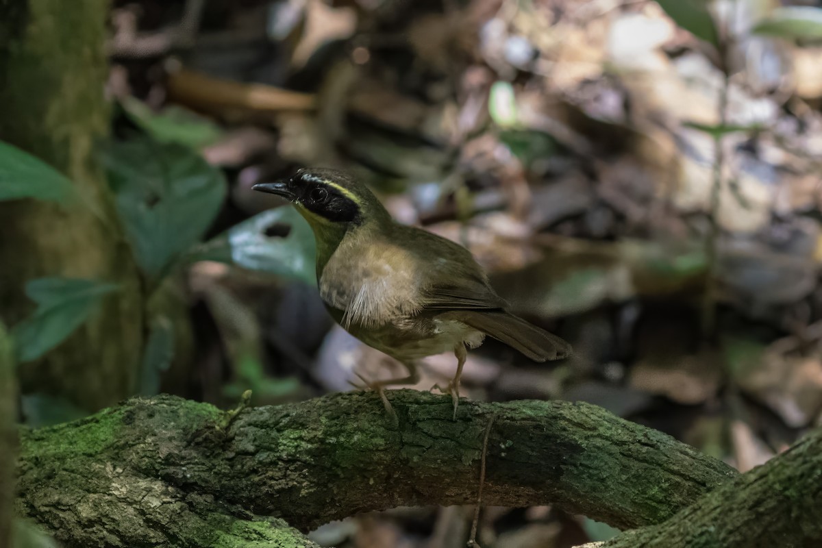 Yellow-throated Scrubwren - ML636651657