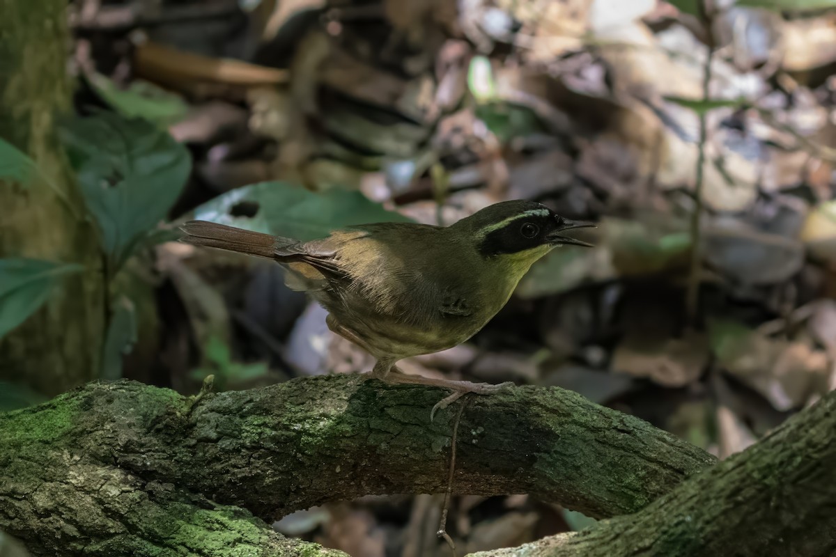 Yellow-throated Scrubwren - ML636651659
