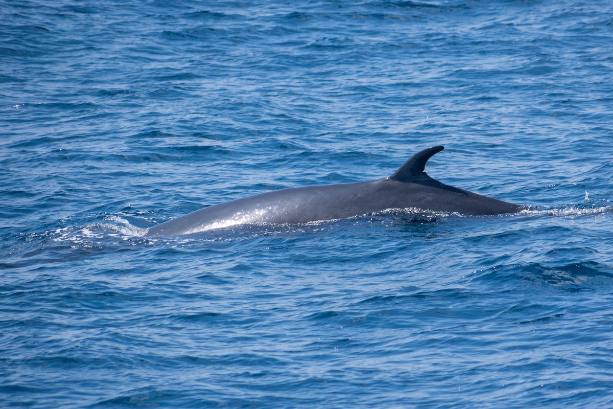 Northern Fin Whale - ML636651692