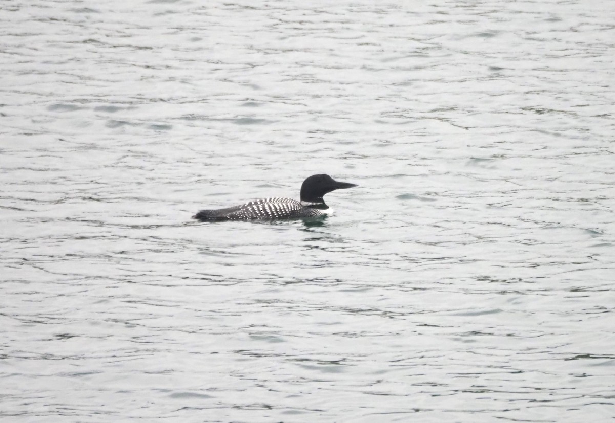 Common Loon - ML636651699