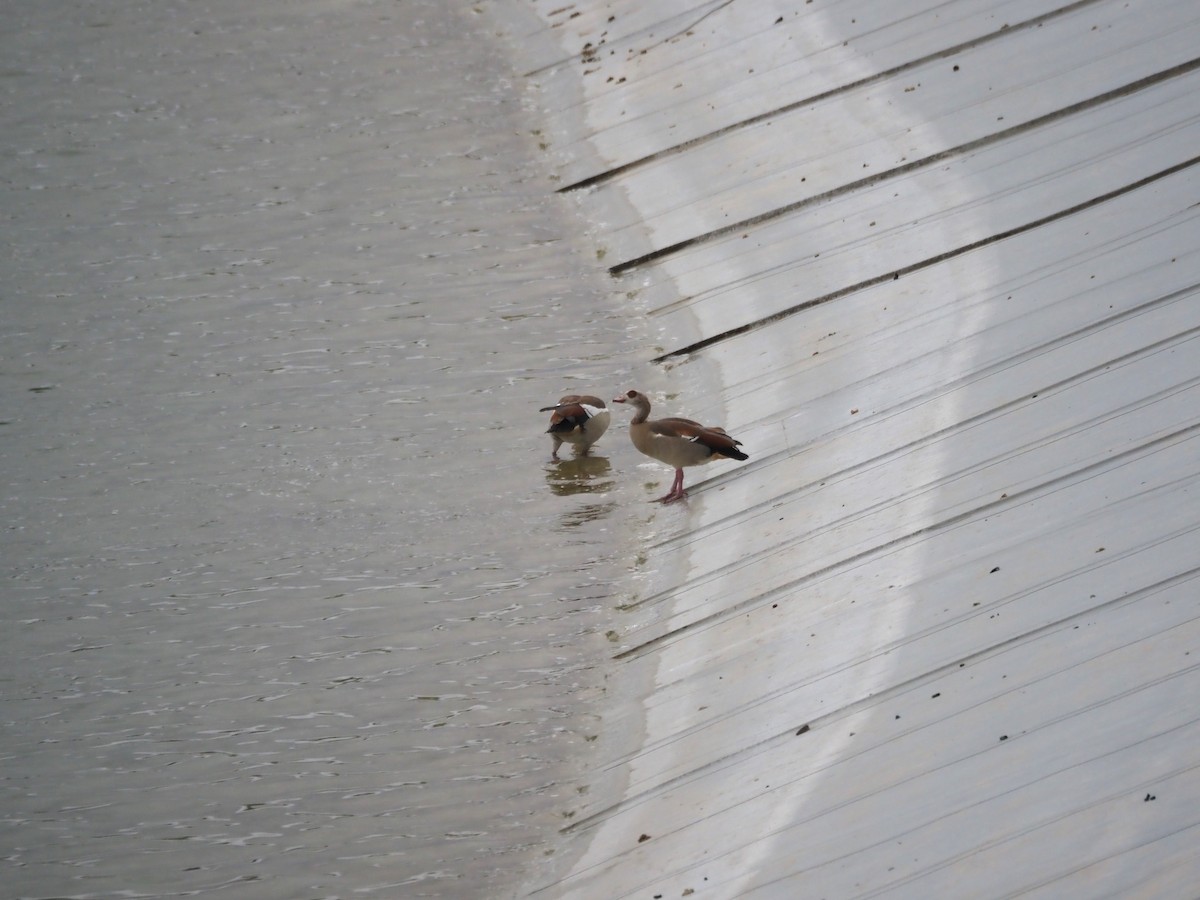 Egyptian Goose - ML636651757