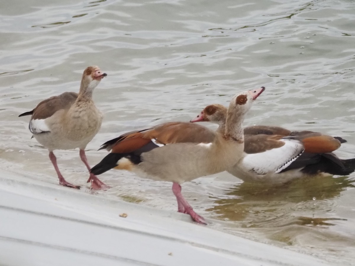 Egyptian Goose - ML636651758