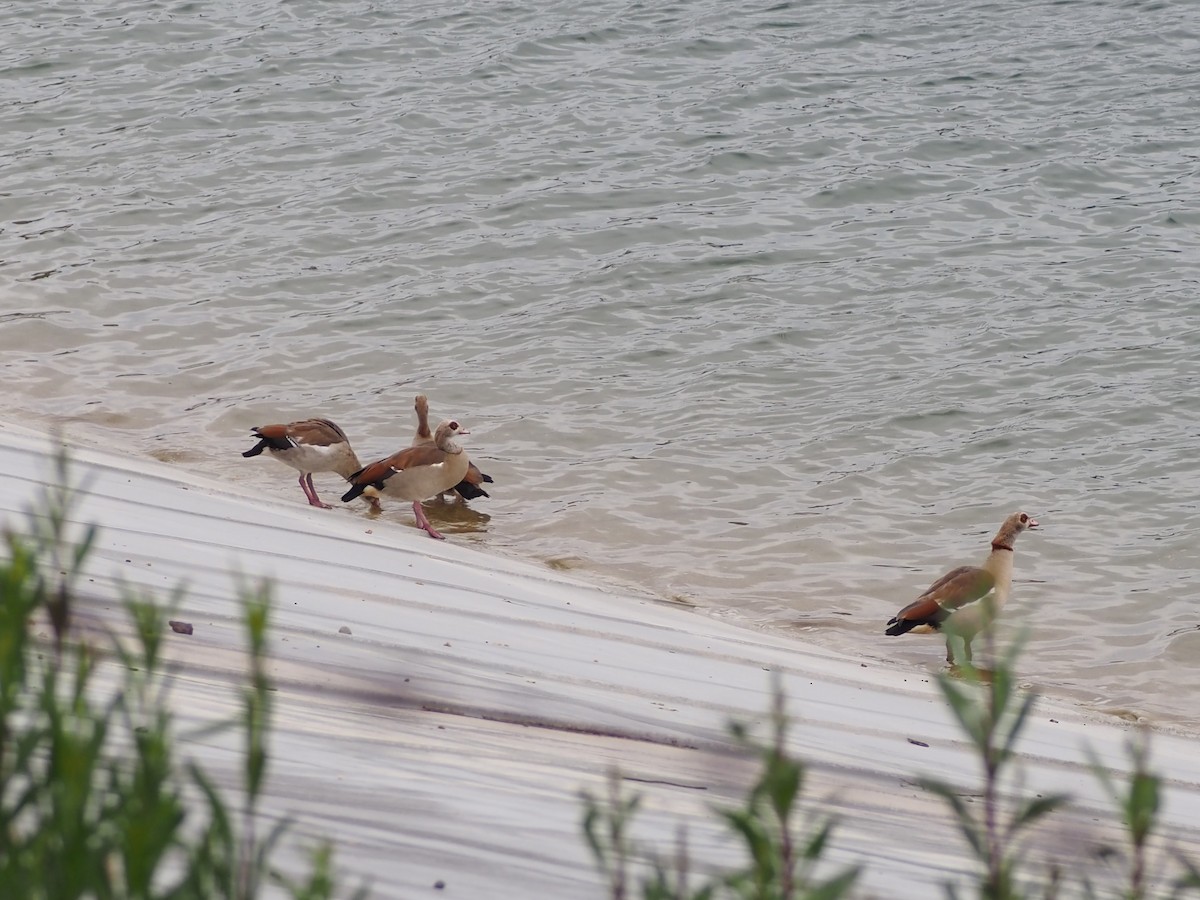 Egyptian Goose - ML636651759