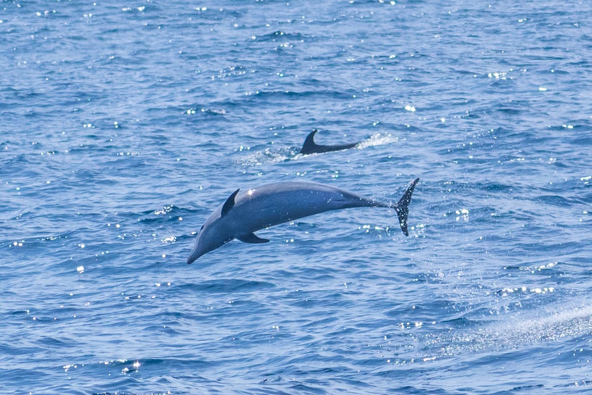 Common Bottlenose Dolphin - ML636651760