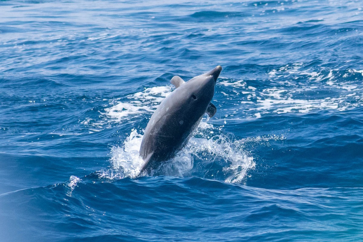 Common Bottlenose Dolphin - ML636651761