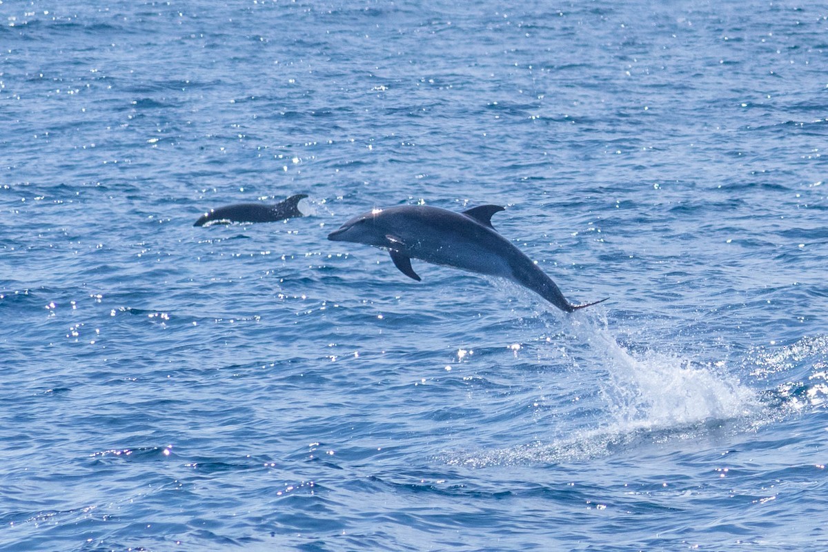 Common Bottlenose Dolphin - ML636651762