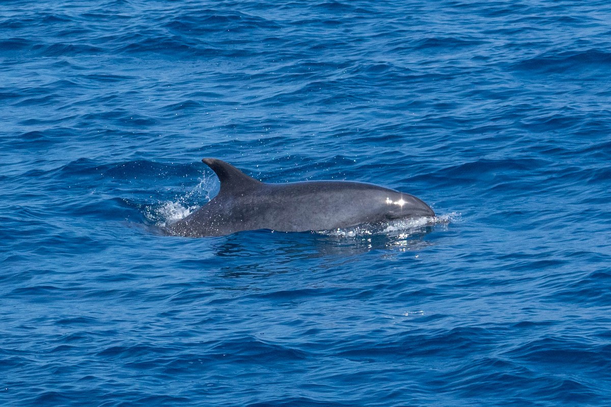 Common Bottlenose Dolphin - ML636651763