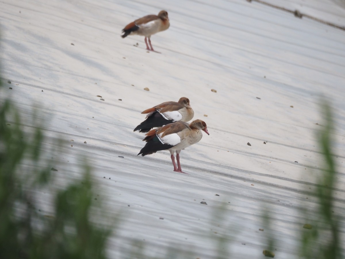 Egyptian Goose - ML636651764
