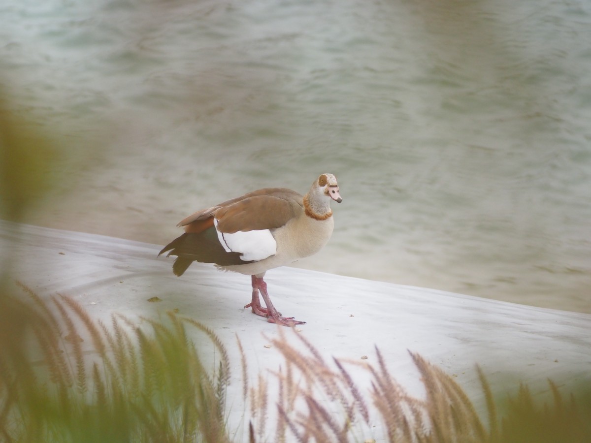 Egyptian Goose - ML636651765