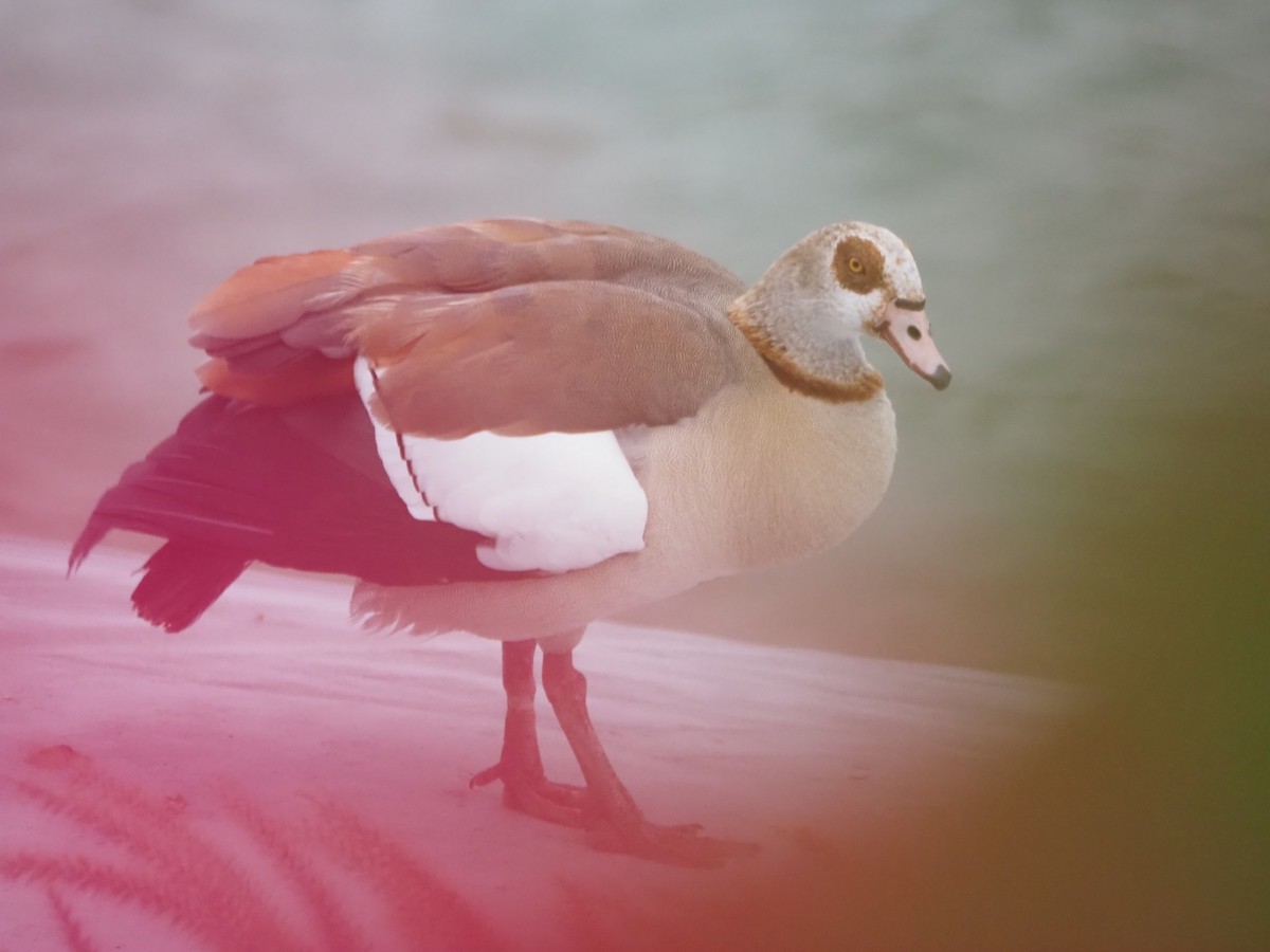 Egyptian Goose - ML636651766