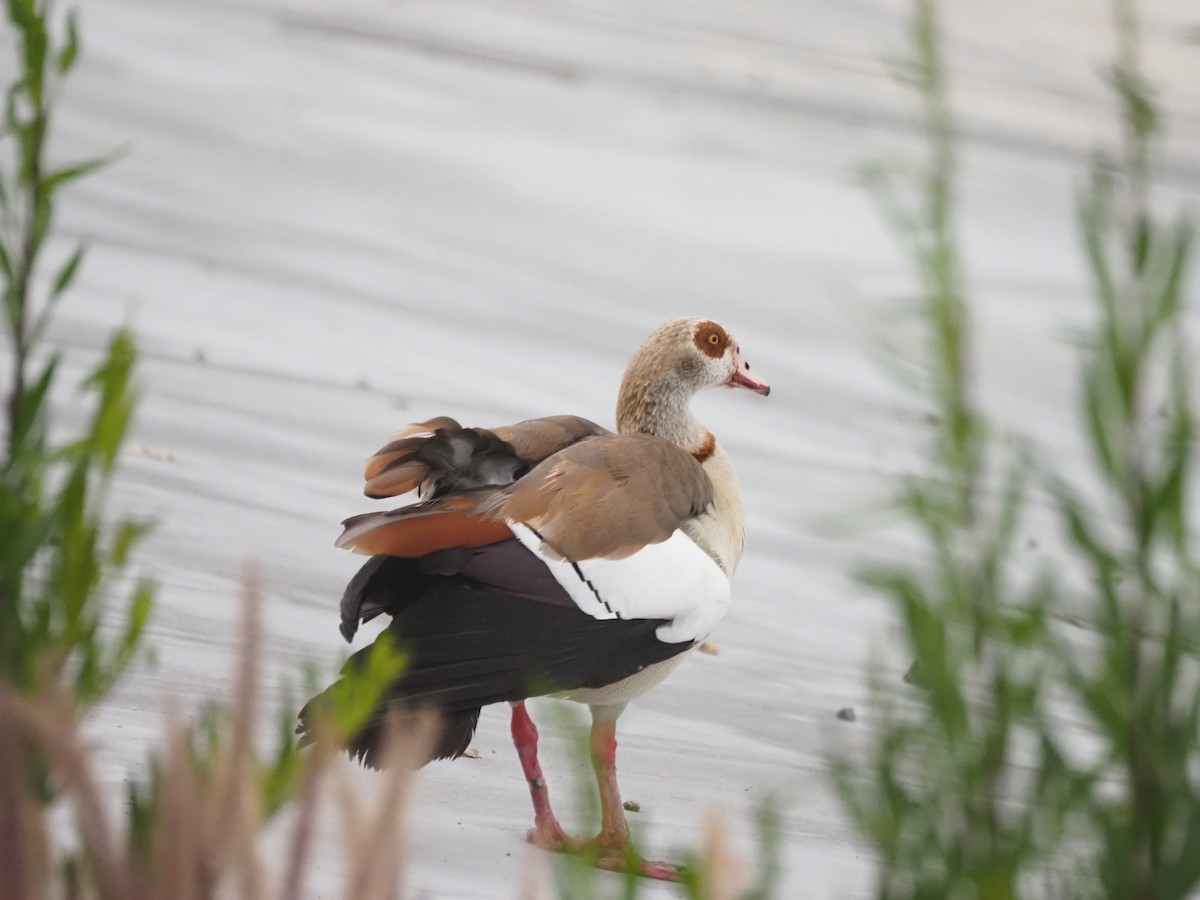 Egyptian Goose - ML636651783